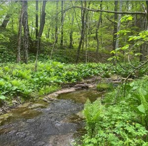 Keil Preserve with creek running through woods